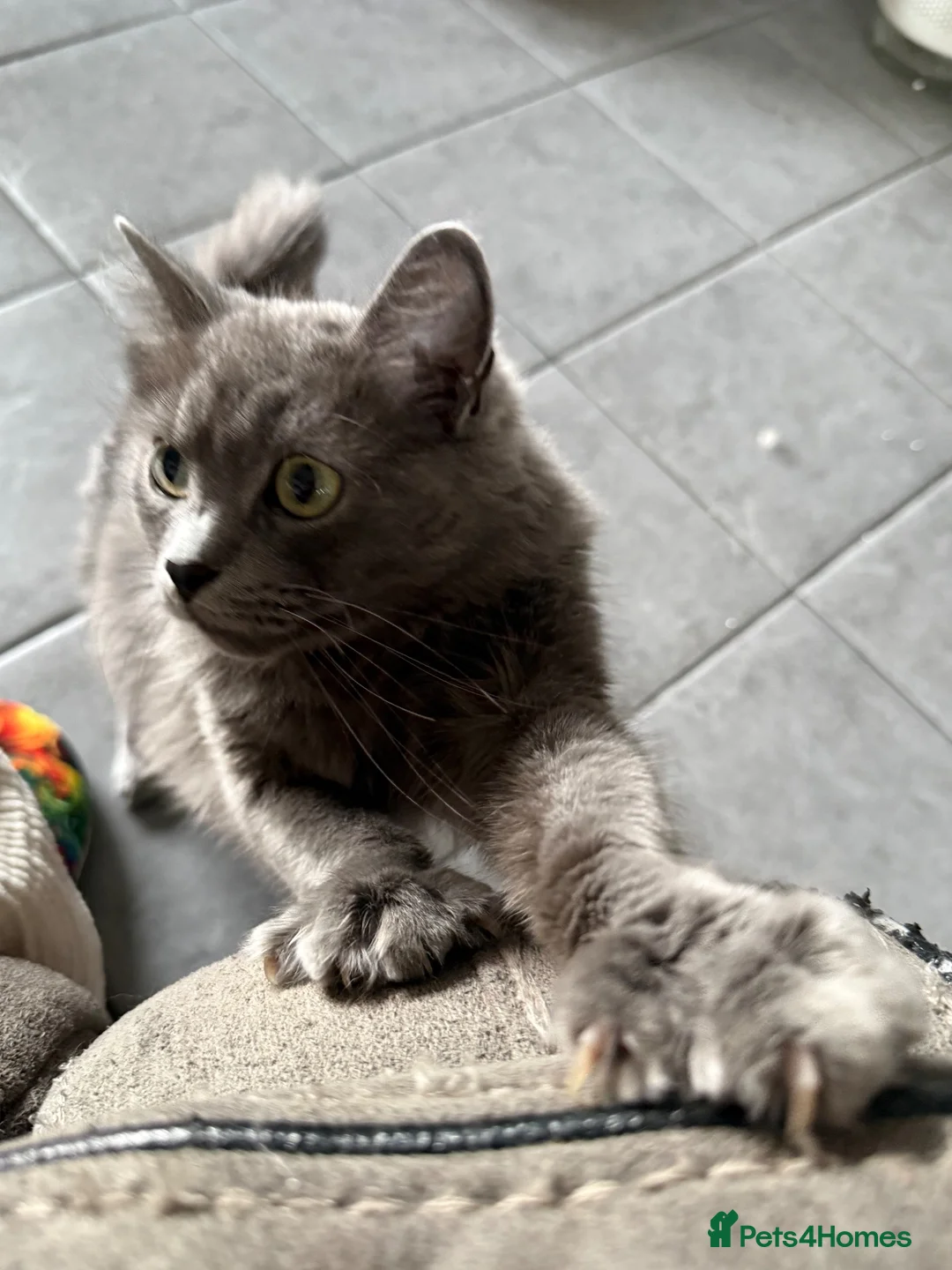 Mixed Breed cats for sale: Stunning little Grey fluffy female cat - Advert 2
