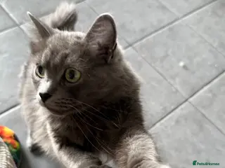 Mixed Breed cats Stunning little Grey fluffy female cat - Advert 1