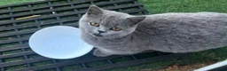 British Shorthair cats for sale: 6 months old British short hair kitten female  - Advert 2