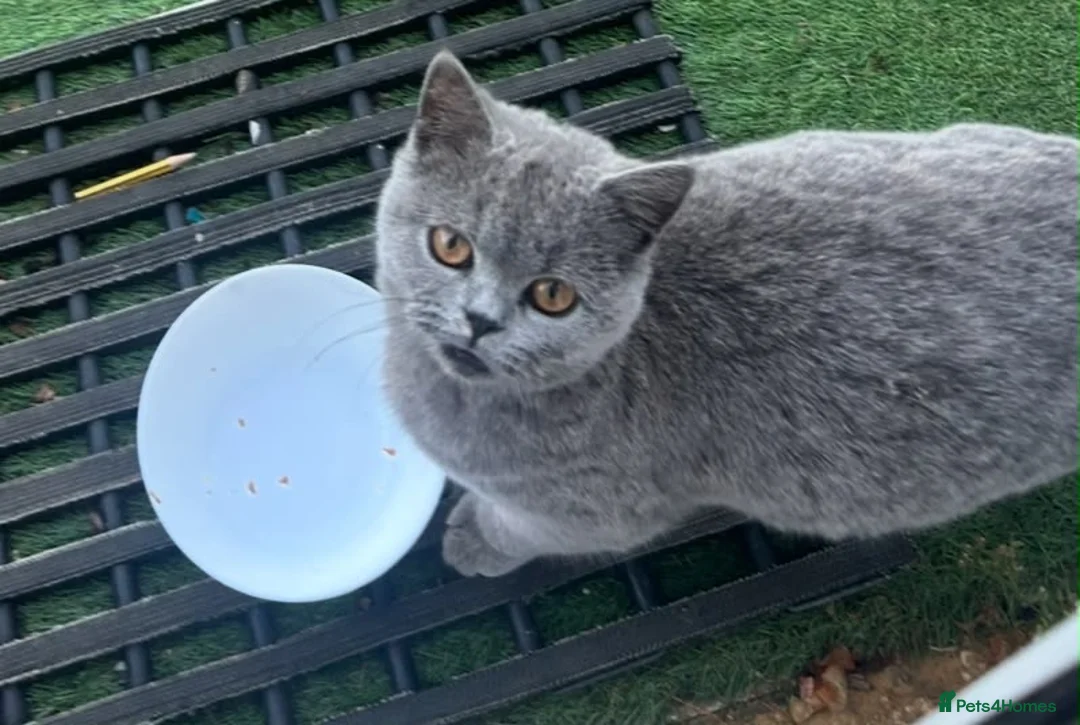 British Shorthair cats for sale: 6 months old British short hair kitten female  - Advert 2