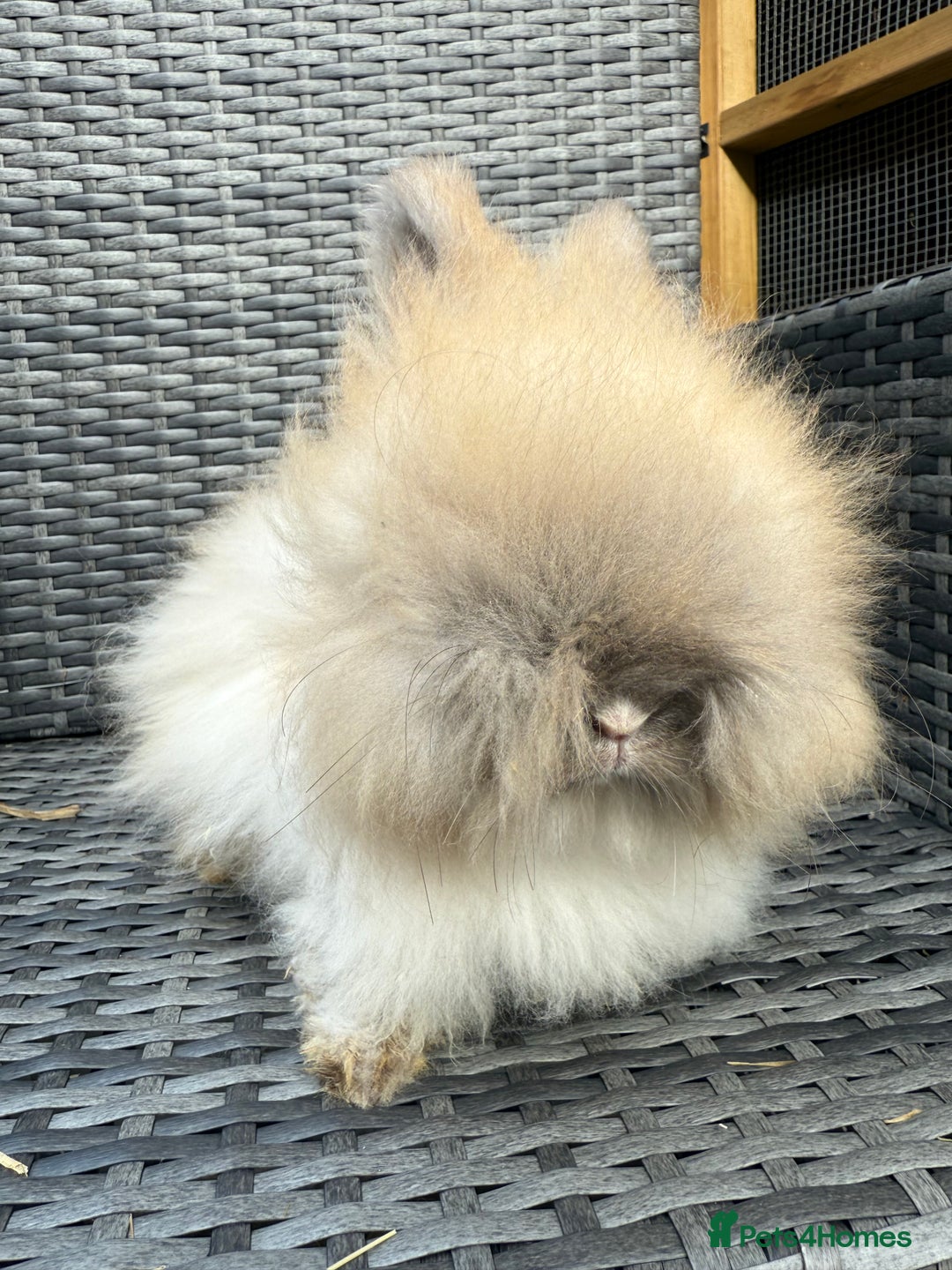 Angora rabbits for sale: English Angora Babies  - Advert 7