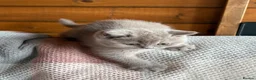 British Shorthair cats for sale: British Shorthair Lilac  - Advert 18