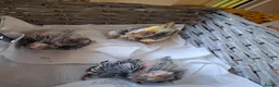 Cockatiels birds for sale: Cockateil chicks - Advert 8