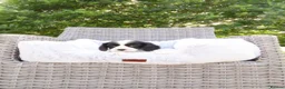 Cockalier dogs for sale: Cockalier puppies - 5 in litter  in Tonbridge - Advert 16