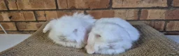 Mini Lop rabbits for sale: Gorgeous Mini Lop Baby Bunnies  - Advert 8