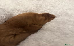 Cavapoo dogs for sale: Extensively health tested F1 Cavapoos  - Image 4