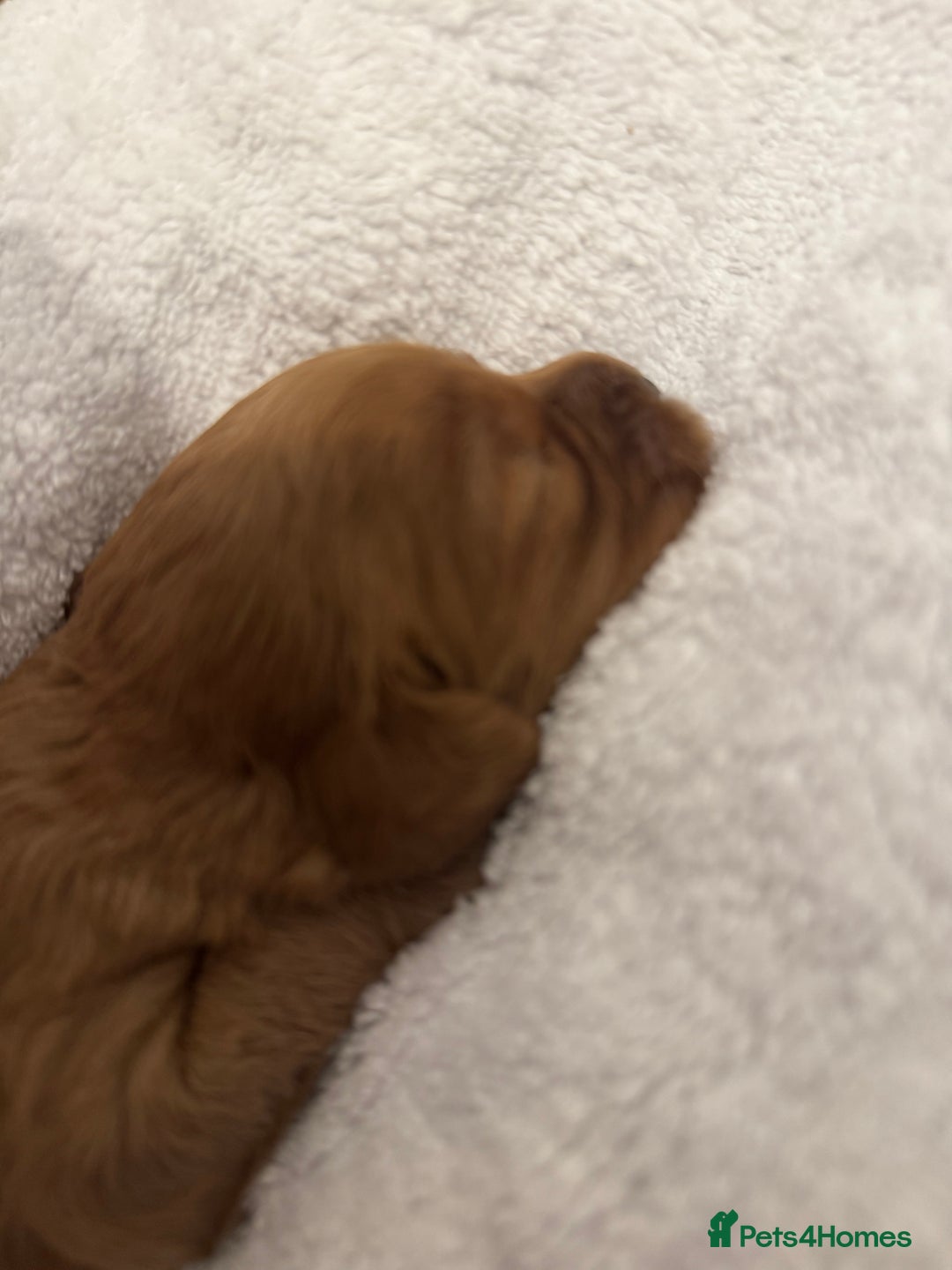 Cavapoo dogs for sale: Extensively health tested F1 Cavapoos  - Image 4