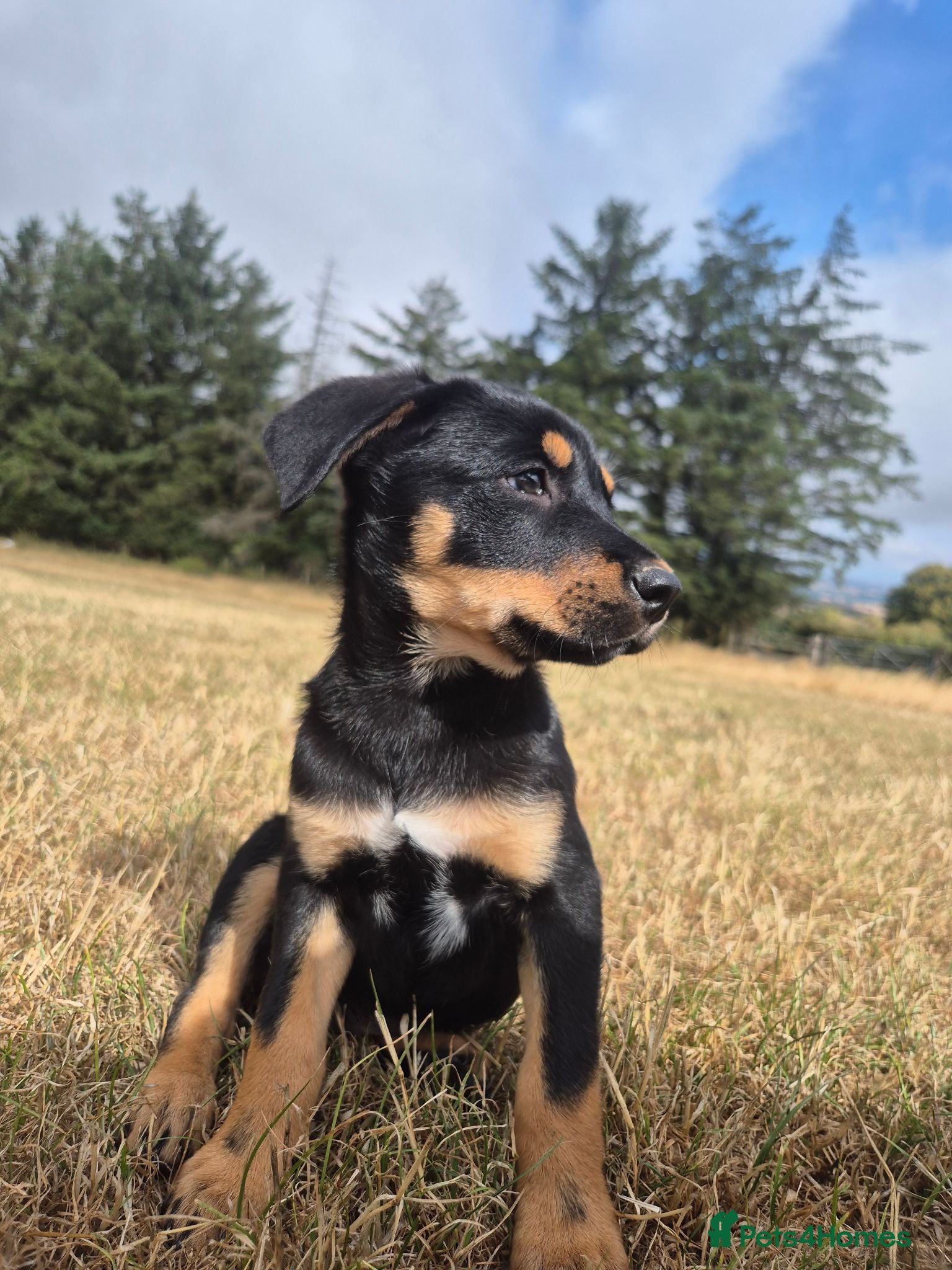 Australian Kelpie dogs Australian Kelpie Puppies - Advert 2
