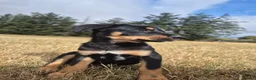 Australian Kelpie dogs for sale: Australian Kelpie Puppies - Advert 3