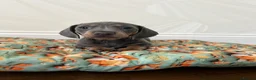 Miniature Dachshund dogs for sale: Kc reg miniature smooth haired dachshund  - Advert 7