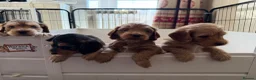 Mixed Breed dogs for sale: Beautiful Miniature Austrailian Labradoodle pups in Northwich - Advert 15