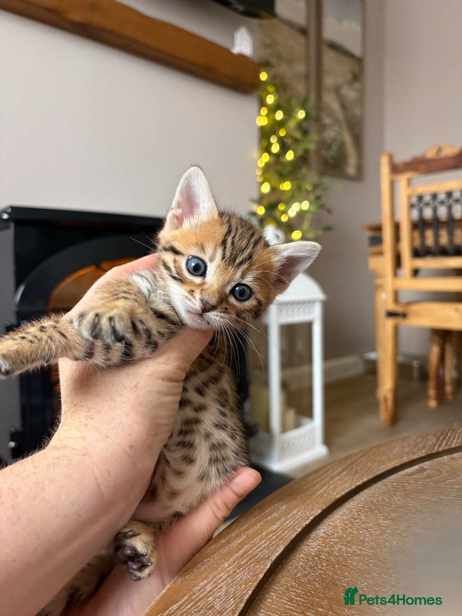 Bengal cats Gorgeous Bengal kittens - Advert 14