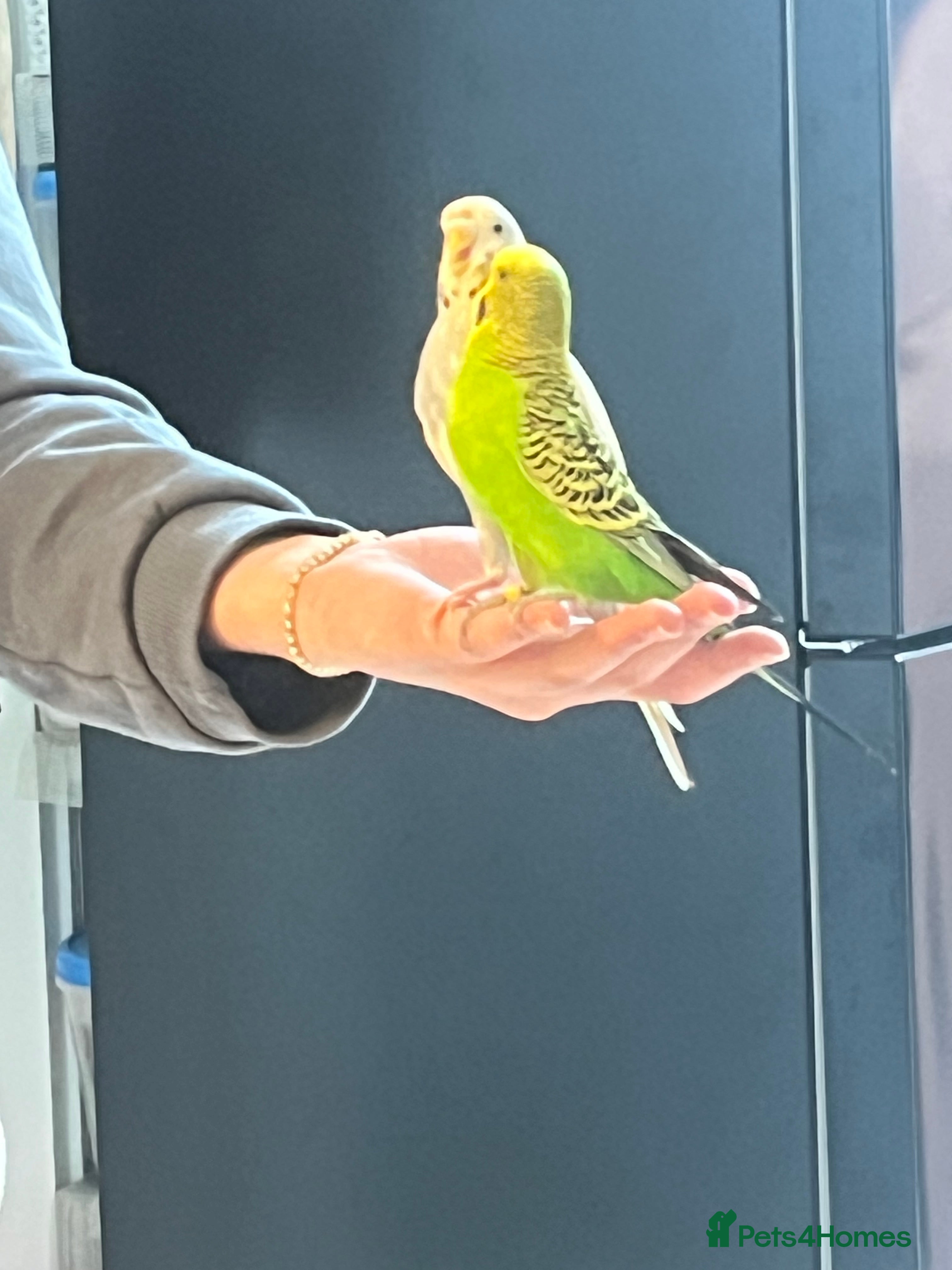 Budgerigars birds Budgies  - Advert 1