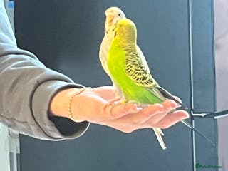 Budgerigars birds Budgies - Advert 16