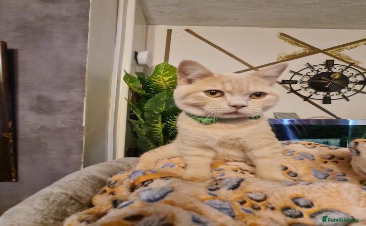 British Shorthair cats - Advert 7