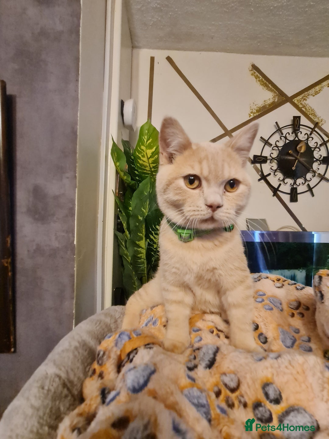 British Shorthair cats for sale: GCCF kittens ready 2 leave now - Advert 7