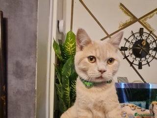 British Shorthair cats - Advert 2
