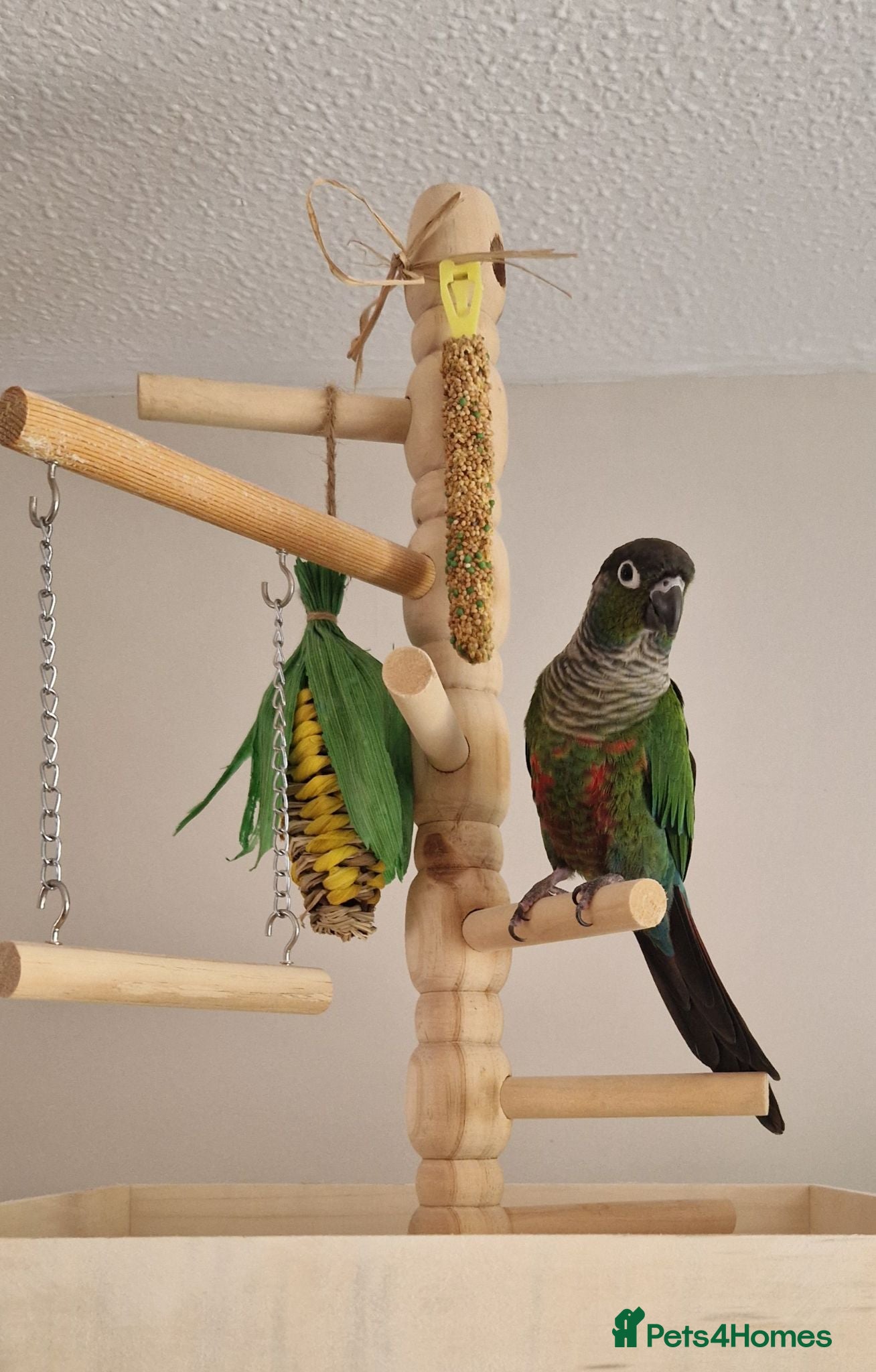 Conures birds Conure - please read description  - Advert 1