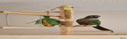 Conures birds for sale: Conure - please read description  - Advert 1