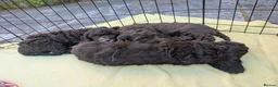 Cockapoo dogs for sale: 2 curly chocolate brown boys F1b cockapoos - Advert 11
