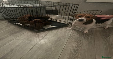 Jack Russell dogs JackRussell Puppy’s  - Advert 10