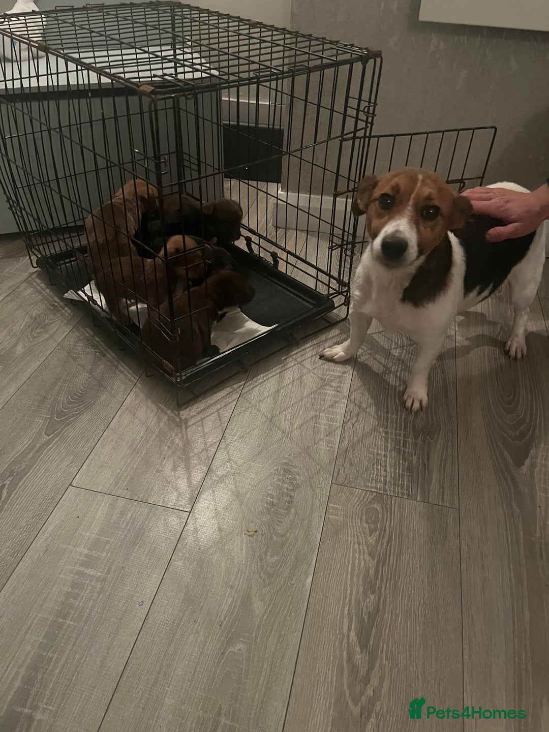 Jack Russell dogs for sale: JackRussell Puppy’s  - Image 13