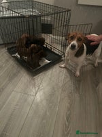 Jack Russell dogs JackRussell Puppy’s - Advert 10