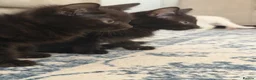 Domestic Shorthair cats for sale: 5 kittens for sale. - Advert 7