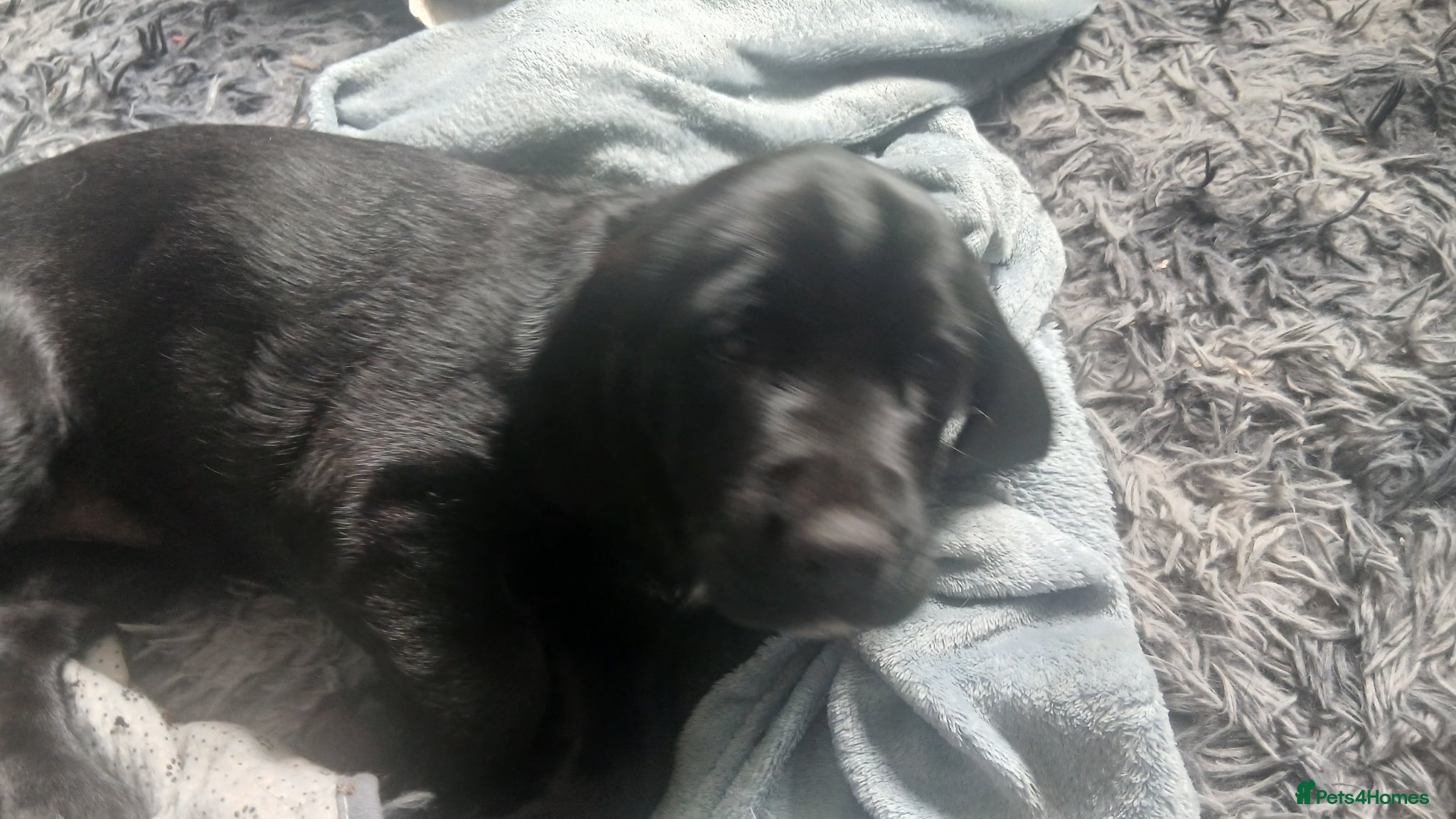 Mixed Breed dogs for sale: Ready Gorgeous Cockapoo x Gold Retriever x pups  - Advert 8