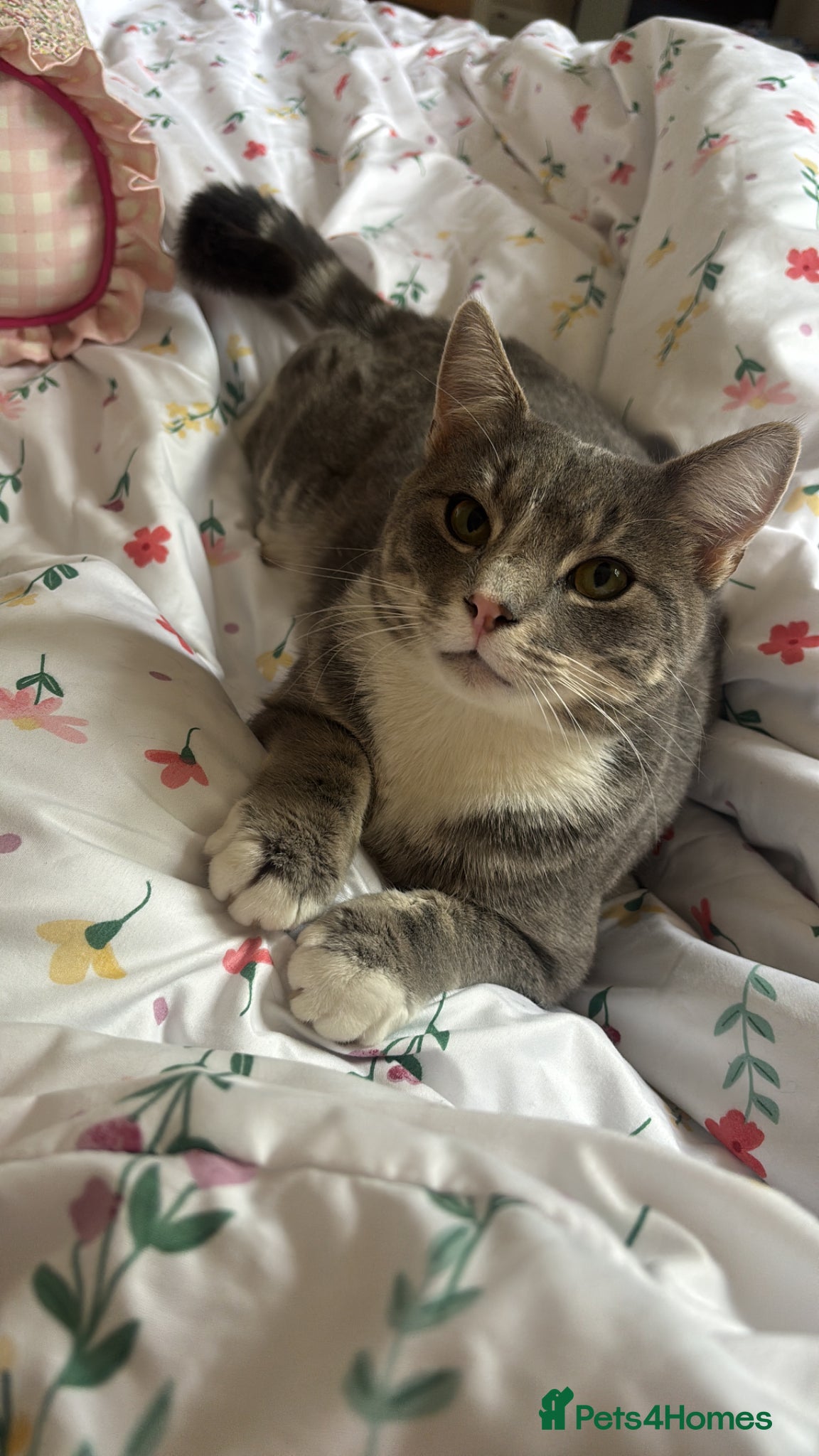 Mixed Breed cats Grey boy - Advert 4
