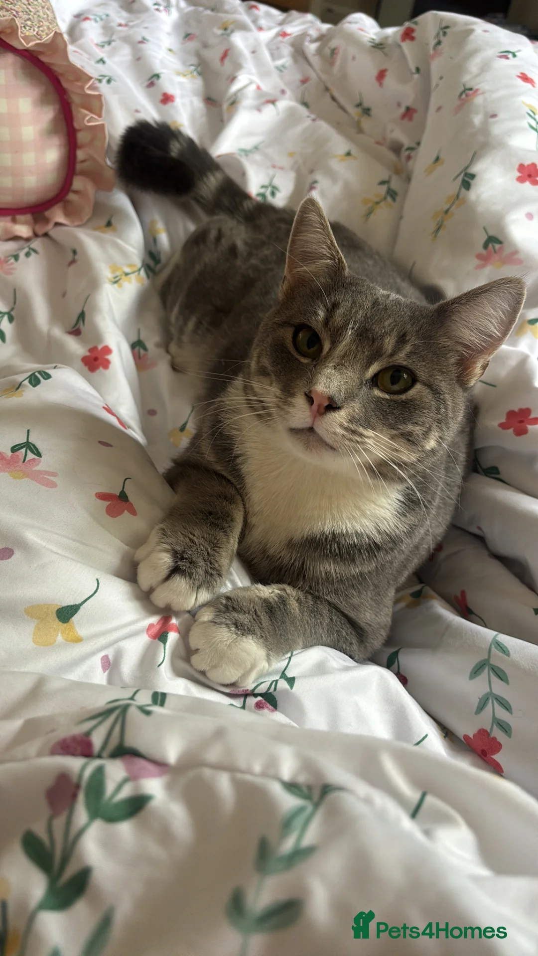 Mixed Breed cats for sale: Grey boy - Advert 1