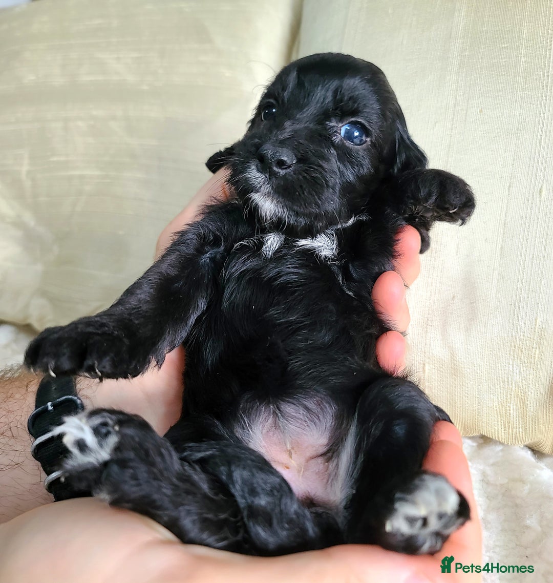 Cockapoo dogs for sale: F1 Cockapoo Puppies. Thick Coats. DNA tested - Image 15