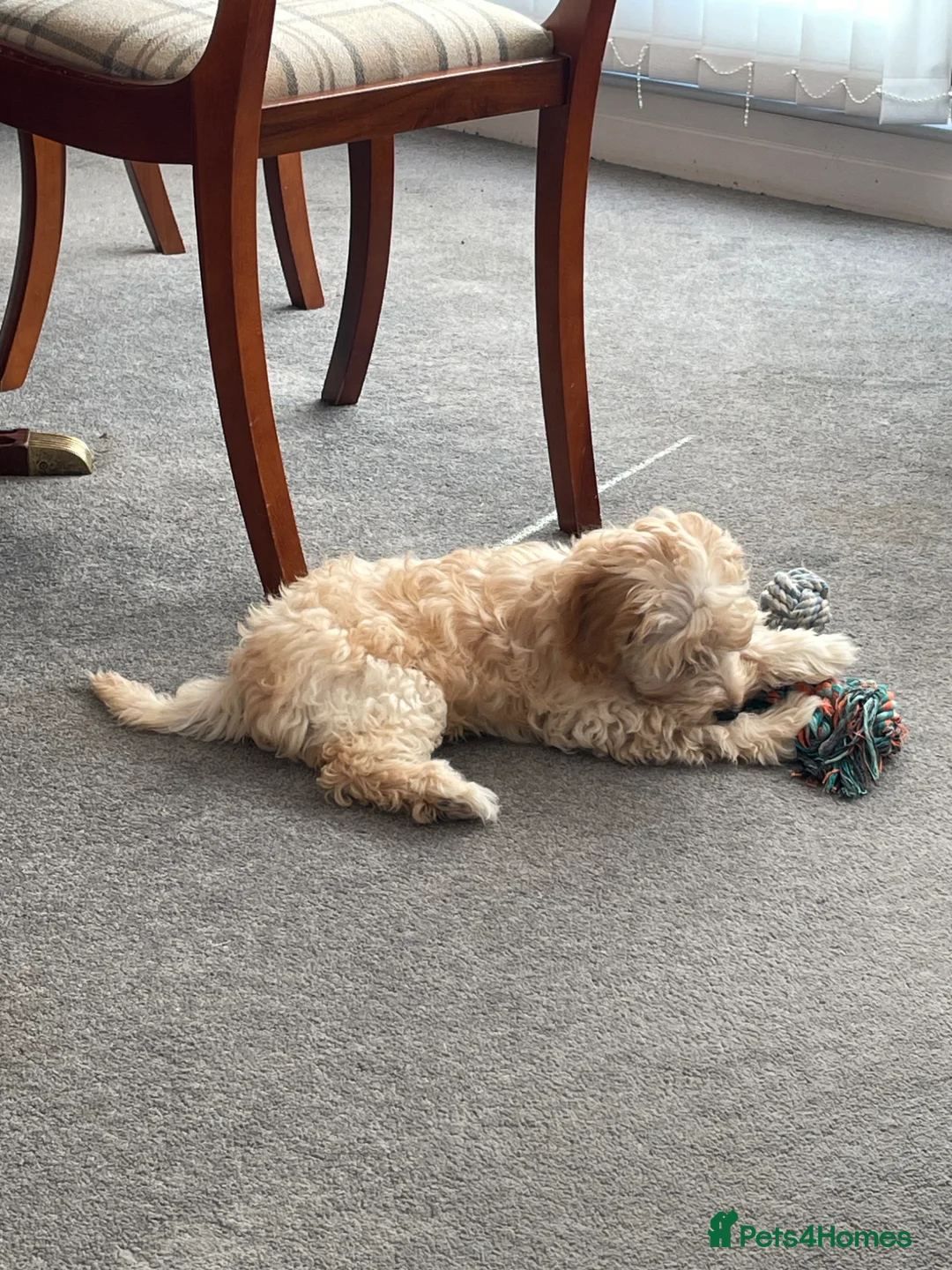 Cockapoo dogs for sale: Beautiful 2nd Generation Male Cockapoo Puppy - Advert 2