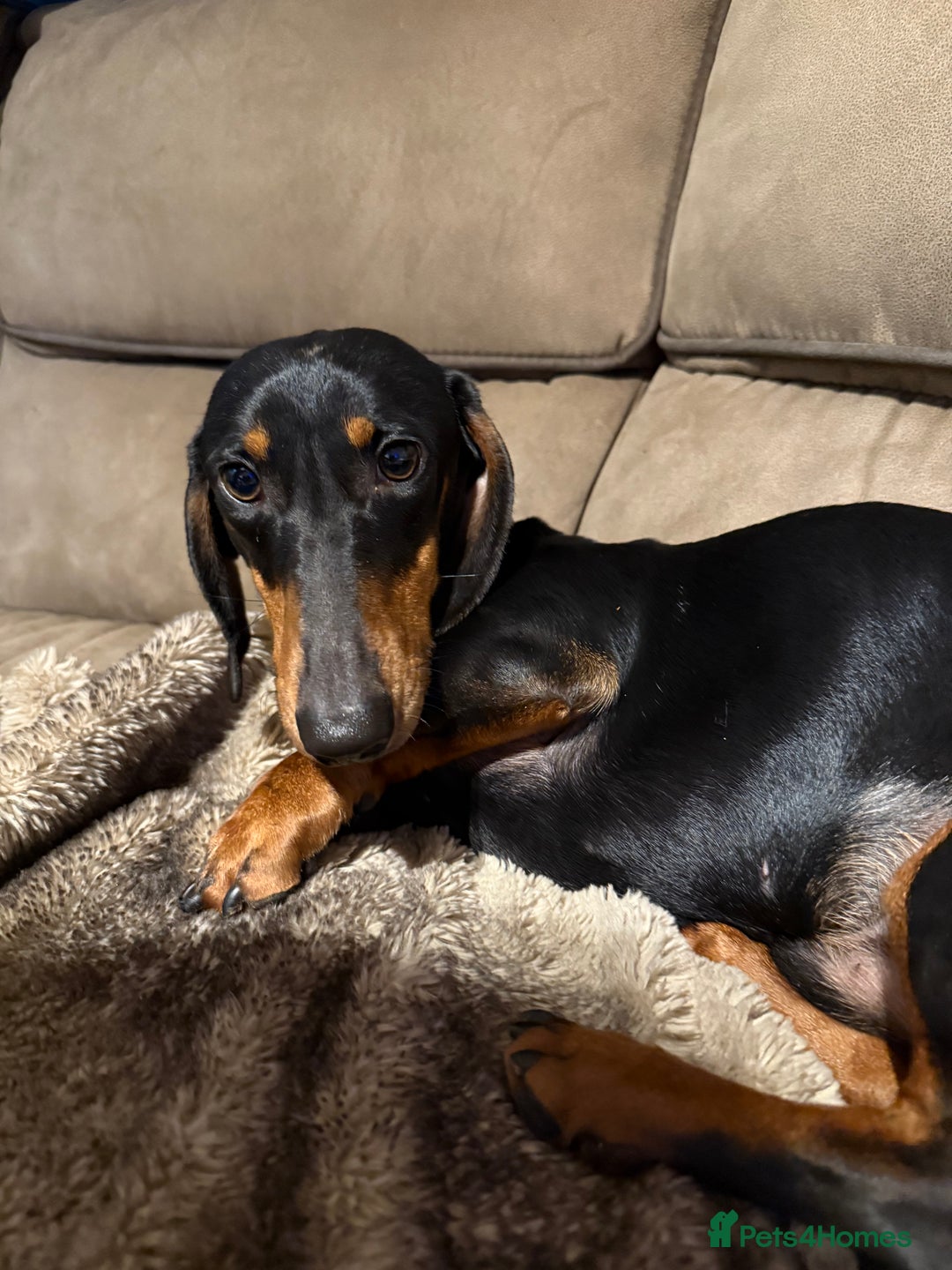 Dachshund dogs for sale: Dachshund 11 months old  - Advert 4