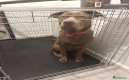 Mixed Breed dogs for sale: German Shepherd x Cane Corso Mix - Image 1