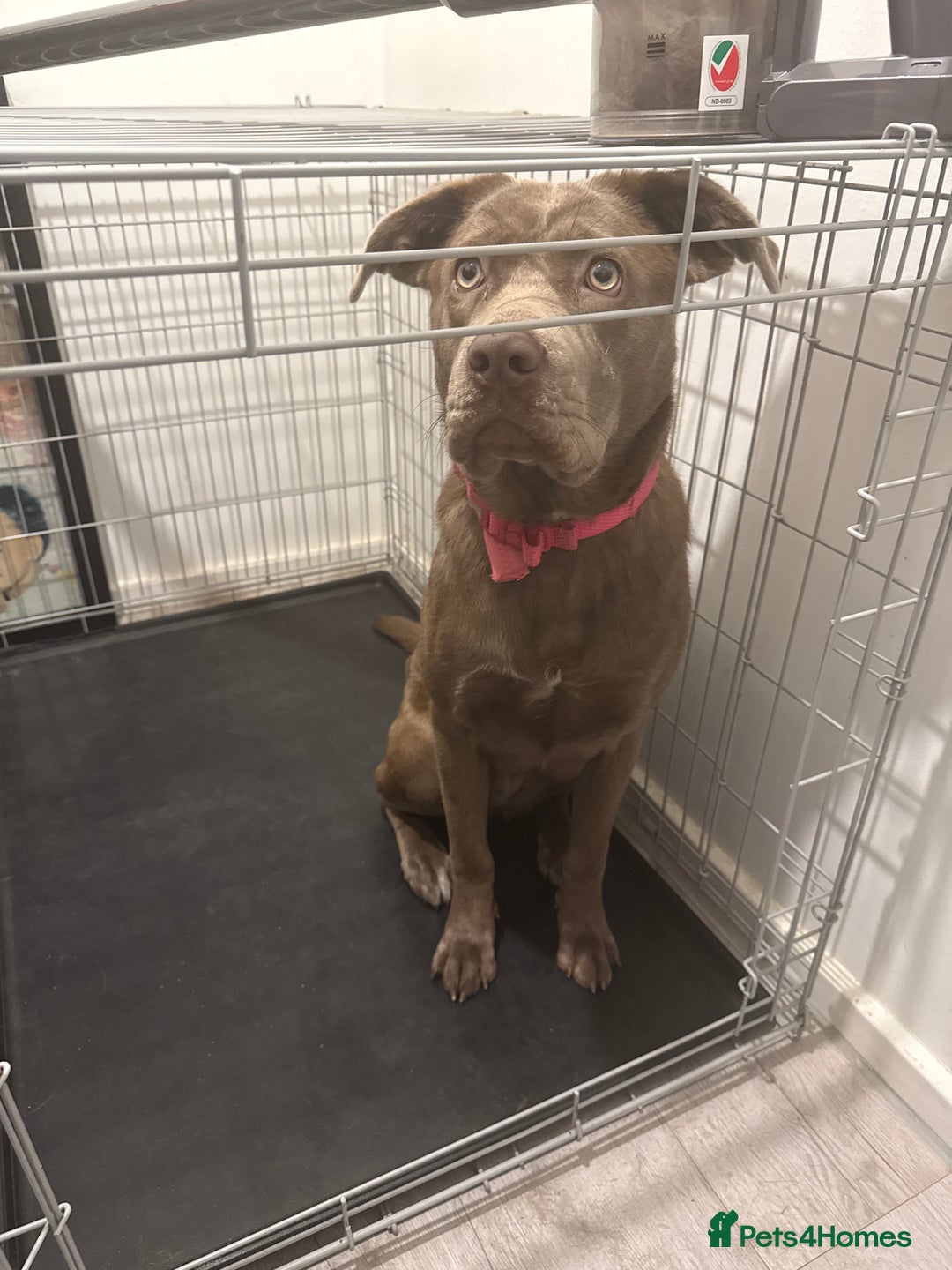 Mixed Breed dogs for sale: German Shepherd x Cane Corso Mix - Image 1