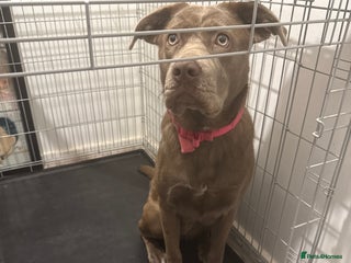 Mixed Breed dogs - Advert 23