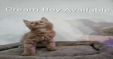 Maine Coon cats - Advert 3