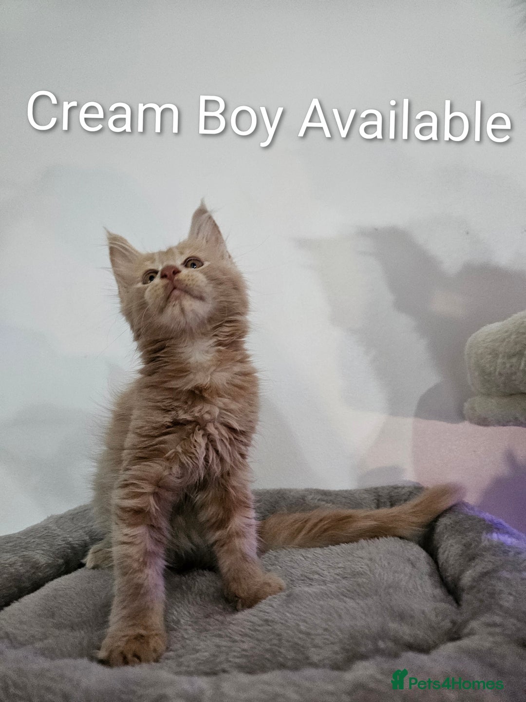 Maine Coon cats for sale: Pure Breed Maine Coon  - Image 3