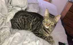 Mixed Breed cats for sale: Male tabby cat - Image 1