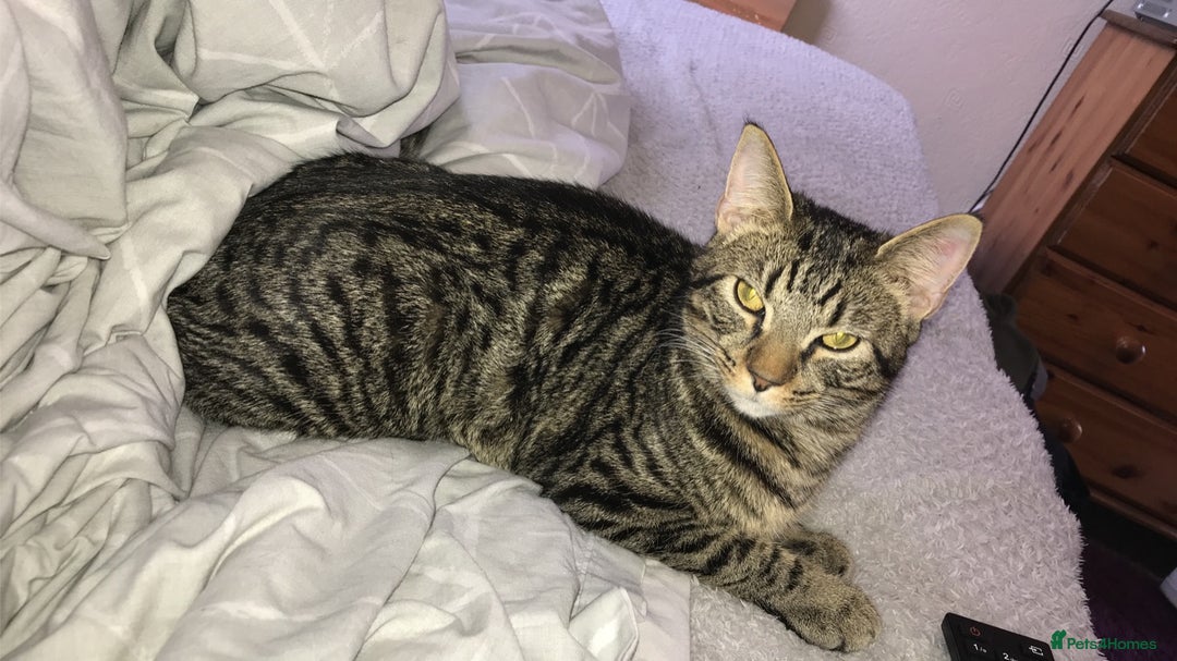 Mixed Breed cats for sale: Male tabby cat - Image 1