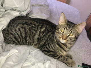 Mixed Breed cats - Advert 8