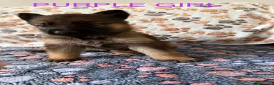 Purple Girl 