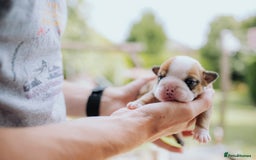 English Bulldog dogs for sale: Stunning litter of  English bulldog puppies - Image 16