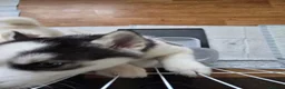 Siberian Husky dogs for sale: EBONY / ARYA SIBERIAN HUSKYS READY TO LEAVE  - Advert 11