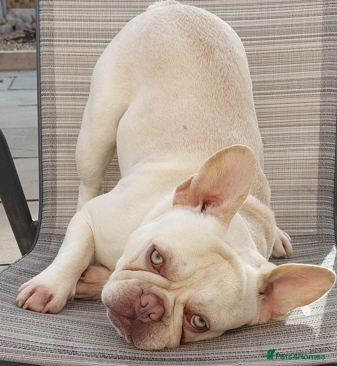 French Bulldog dogs for stud: kc French Bulldog Stud - Advert 21