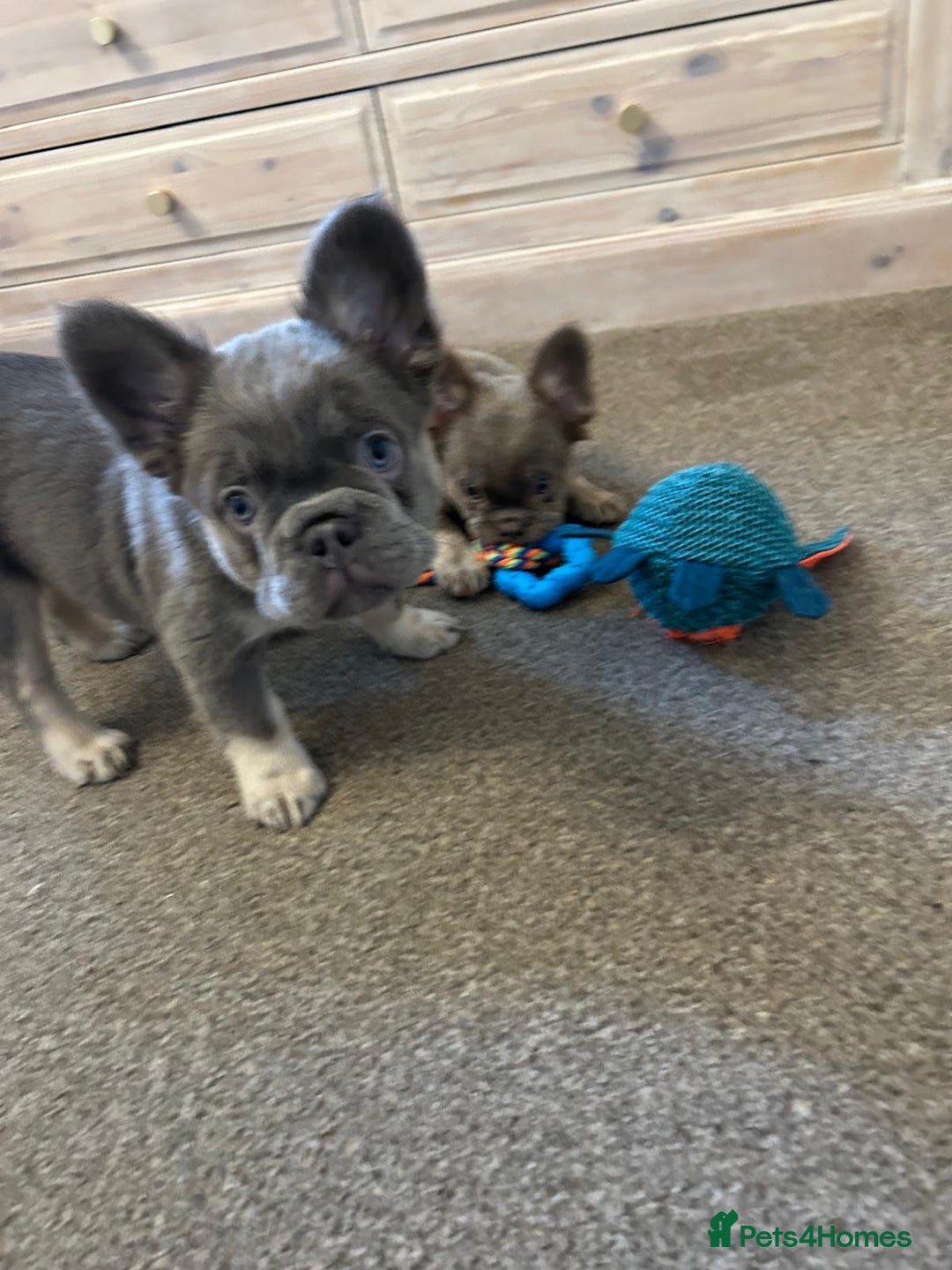 French Bulldog dogs for sale: Kc registered french bulldog pups fluffy Isabella  - Image 2