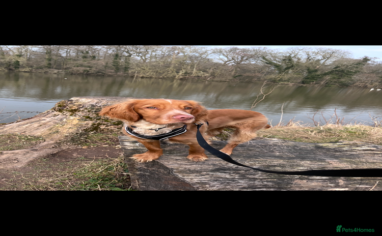 Sprocker dogs - Advert 1