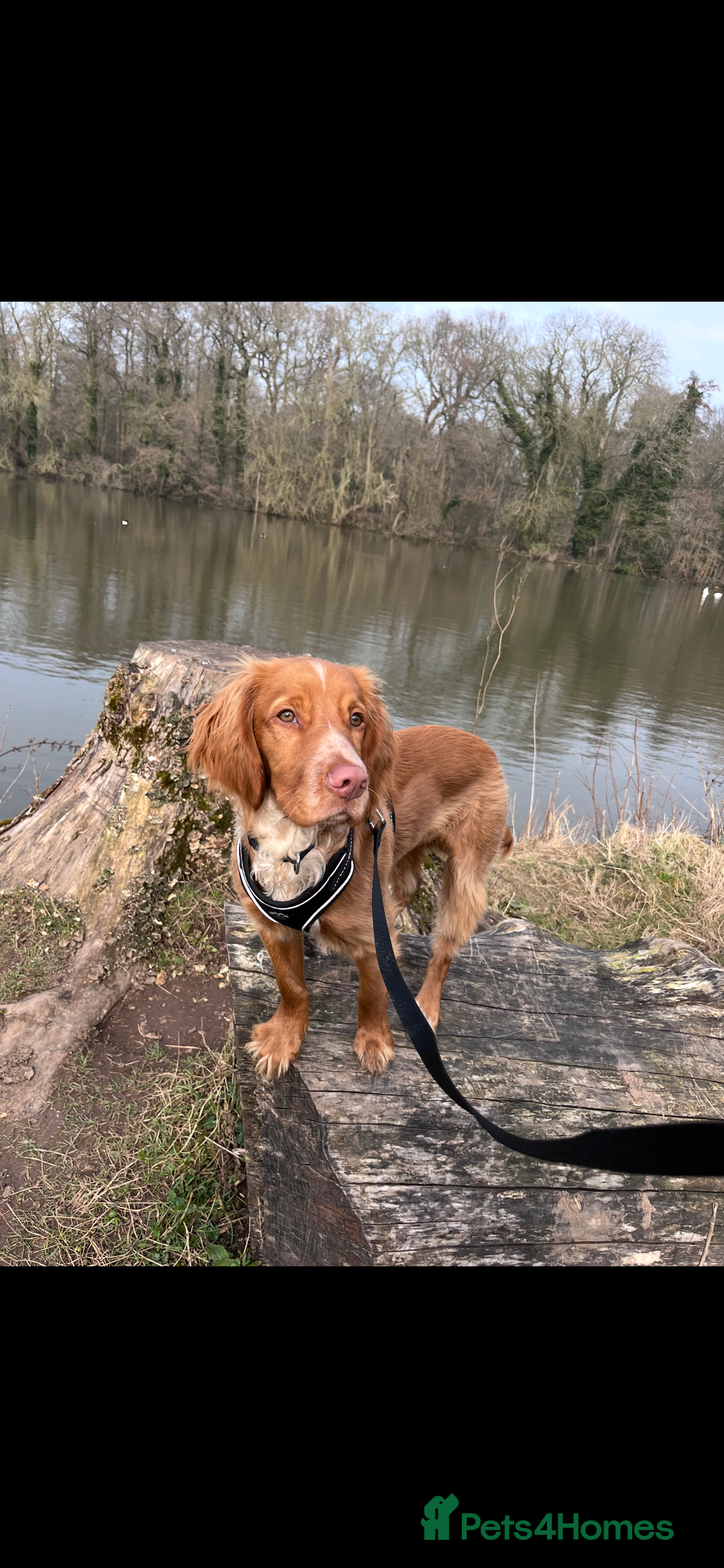 Sprocker dogs for sale: Working sprocker - Image 1