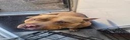 American Bully dogs for sale: Loving Home Wanted for 1 year old Sugar Cane - Advert 8